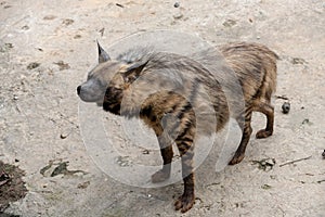 Look forward to-Striped hyaena photo