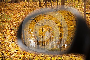 A look at golden fall colors through the side mirror of the car at the Morton Arboretum in n Lisle, Il.in