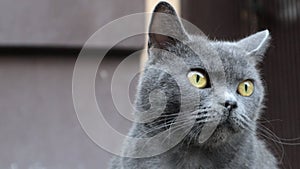 A look of a gray fluffy British cat with big wide open eyes. Close-up, video portrait of a cat`s head. Sunlight. Lifestyle concept