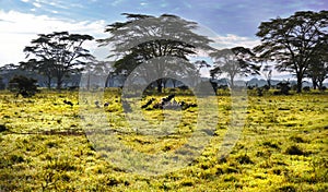 Look at a group of vultures in Africa on safari