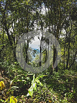 Look through hole trees palms jungle rain forest leafes liane sky sun shine mountain north outside nature chiang mai