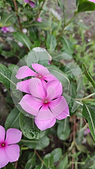 Look, I found the Madagascar periwinkel flower