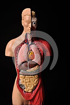 Look inside body, human anatomy