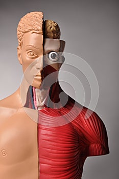 Look inside body, human anatomy