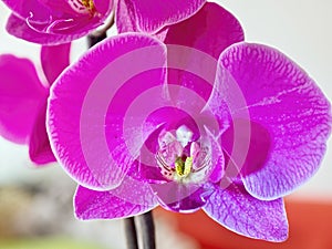 A look inside the flowers of an orchid