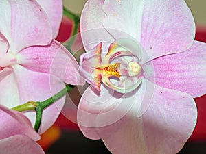 A look inside the white flowers of an orchid
