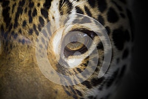 The eye of the jaguar, close up  portrait of a panthera onca