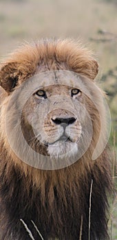 The look of a king of the jungle Simba in the maasai Mara