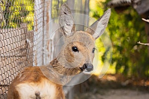 look of a little deer, animals and nature