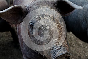 Look of a little piglet porc in Extremadura Spain photo
