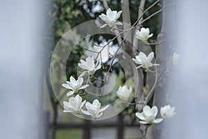 Look at the magnolia flower through the railing.
