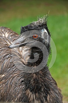 look into my eyes, Portrait of a black emu offspring