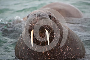 Look into my eys- Haevyweight, big walrus with its tusks on the coast of Svalbard