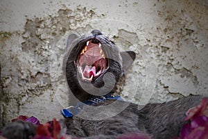 Look at my mouth please