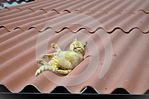 Look of the orange Felis Catus cat lying quietly on the roof photo
