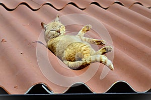 Look of the orange Felis Catus cat lying on the roof photo