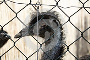Look ostrich zoo