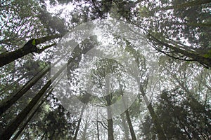 Look overhead tree up sky at Alishan national park area in Taiwan