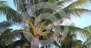 A Look at the Palm Tree at Dawn.