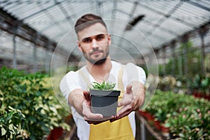 Look at this plant. Photo of beautiful bearded greenhouse worker holding the vase in hands
