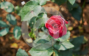 Look at red rose and green leaf with some blur background