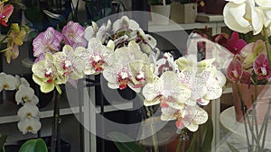 A look through the shop window on the orchids