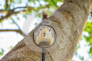 Look squirrel through a magnifying glass