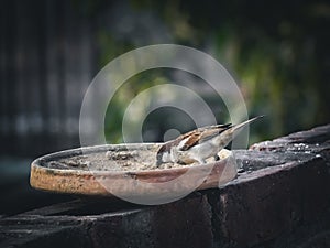 Look at the strange hunger pangs. The sparrow is very happy to see two or four rice and is carefully extracting them