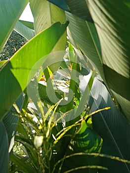 Look sunset out side the window