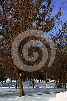 Look at the trees in the park in the winter 1