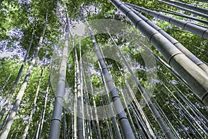 Look at treetop bamboo forest