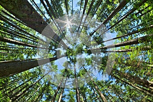 Look up in a dense pine forest