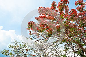 Look up the flamboyant tree blooming