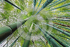 Look up at green bamboo forest