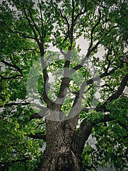 A look up at the green crown of a 350 year Pedunculate Oak located near Curchi Monastery in Orhei, Moldova. Majestic tree as photo