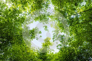 Look up at leaves green bamboo tree