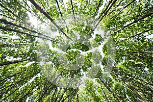 Look up at mangrove forests