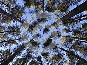 Look up photo of the pine tree forest from the ground, blue sky background