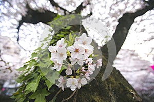 Look up shot of sakura flowers, meguro river cherry blossom festival in tokyo japan