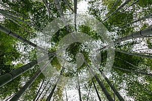 Look up at the tall bamboo in the bamboo forest