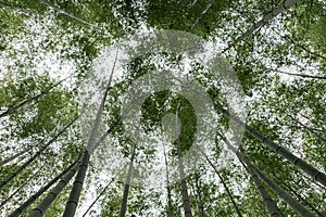Look up at the tall bamboo in the bamboo forest