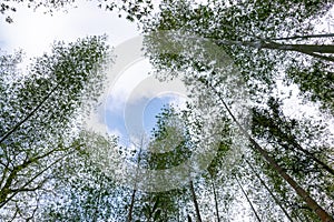 Look up at the tall bamboo in the bamboo forest