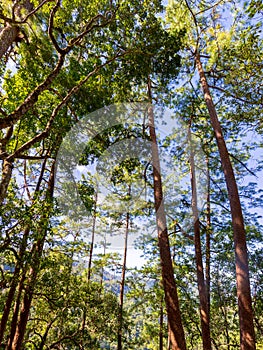 Look up at tall pine tree in forest with sky background.