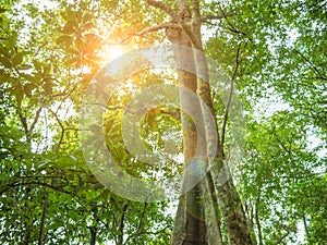 Look up to the Giant tree in the way to the top of Khao Luang mountain in Ramkhamhaeng National Park