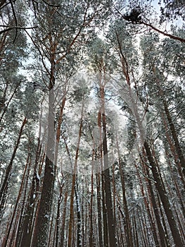 Look up to pine branches towards blue sky with clouds in winter time, nature. Abstract background. Estonia 2022