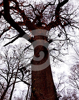 Look up to scary tree with wide branches to the sides reminding arms on light blue background, portrait format