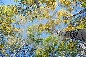 look up to White Birch