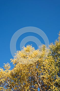 look up to White Birch in the autumn