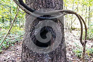 look up top bark of tree
