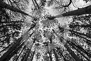 Look up tree branches. Lillian Anderson Arboretum in Kalamazoo Michigan. Black and white